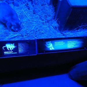 Ganzhorn's Mouse Lemur signage