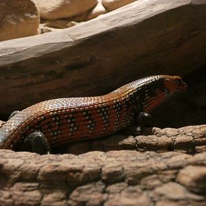 Fire Skink