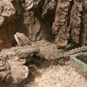 Tropical Girdled Lizard