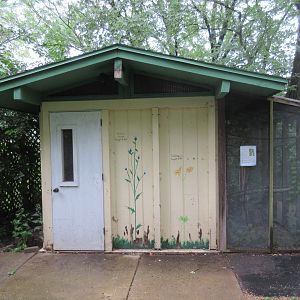 Eastern Screech Owl Exhibit