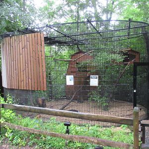 Barn Owl Exhibit
