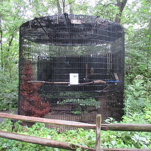 Red-shouldered Hawk Exhibit