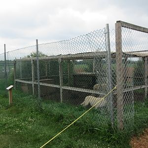 Grey Wolf Exhibit #1