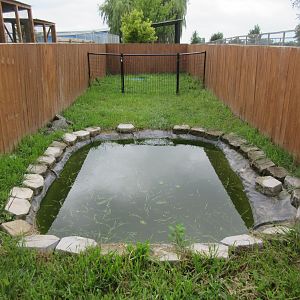American Alligator Exhibit