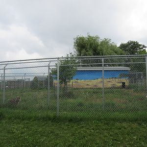 Spotted Hyena Exhibit