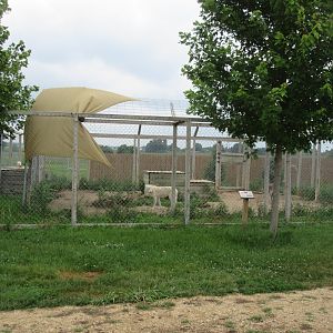 Grey Wolf Exhibit #2