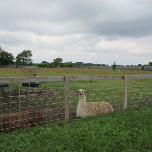 Llama Exhibit