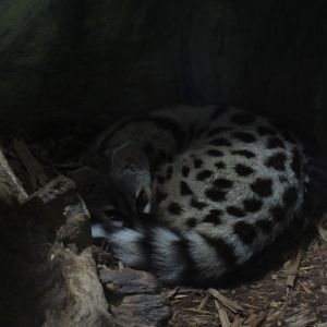 Large Spotted Genet
