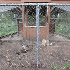 American Badger Exhibit