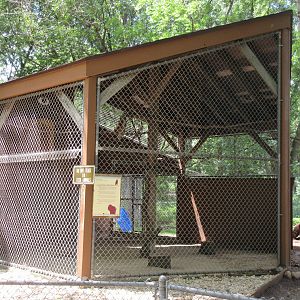 Great Horned Owl Exhibit