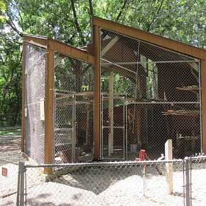 Canada Lynx Indoor Exhibit