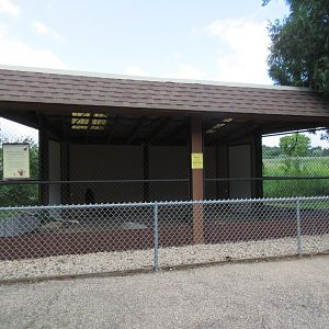 Turkey Vulture Exhibit
