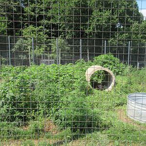 Standard Tiger Exhibit