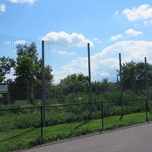 African Lion Exhibit