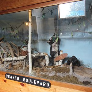 Stuff Beaver Display (insert Naked Gun joke here)