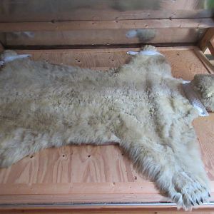 Taxidermy: Polar Bear