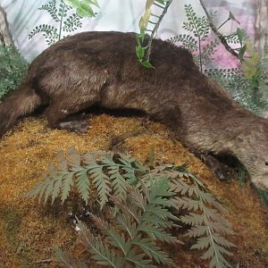Taxidermy: River Otter
