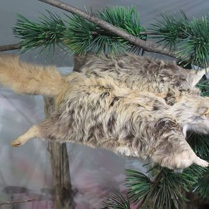 Taxidermy: Flying Squirrel