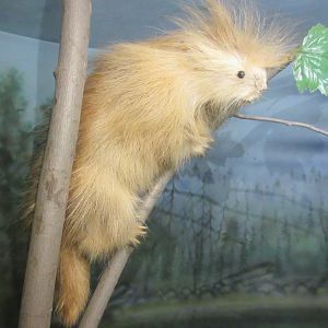 Taxidermy: Albino Porcupine
