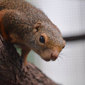 Red-legged sun squirrel (Heliosciurus rufobrachium)
