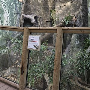 Komodo dragon exhibit
