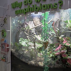 Renovated exhibit with Fea's tree frogs