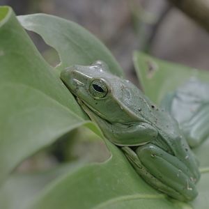 Fea's tree frog