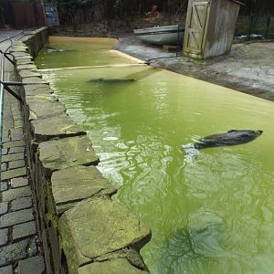 Harbour Seal exhibit