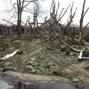 Spectacled Bear exhibit