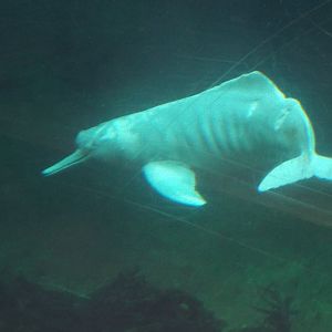 Orinoco dolphin (Inia geoffrensis humboldtiana) at Zoo Duisburg - February 6th 2018