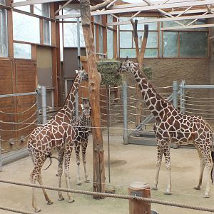 Indoor exhibit for Reticulated Giraffe