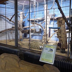 Example of Ape House indoor exhibitry