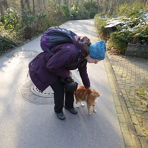 Girlfriend demonstrating tameness of Zoo Duisburg feral cat population