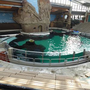 Bottlenose Dolphin pool