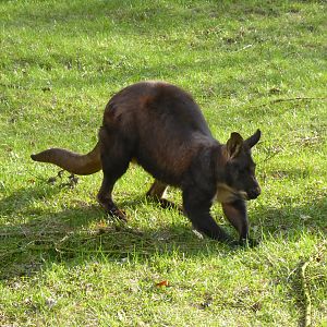 Eastern Wallaroo (Osphranter robustus robustus) at Zoo Duisburg -February 6th 2018