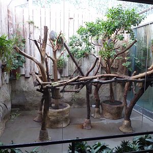 Queensland Koala indoor exhibit