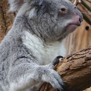 Queensland Koala (Phascolarctos cinereus adustus) at Zoo Duisburg - February 6th 2018