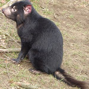 Tasmanian Devil (Sarcophilus harrisii)  at Zoo Duisburg - February 6th 2018