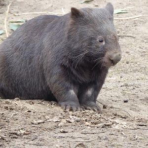 Australian Wombat (Vombatus ursinus hirsutus) at Zoo Duisburg - February 6th 2018