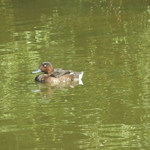 drake Baer's Pochard in eclipse plumage