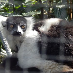 White-belted Ruffed Lemur