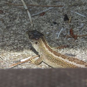 Sand Lizard