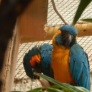 Blue-throated Macaws