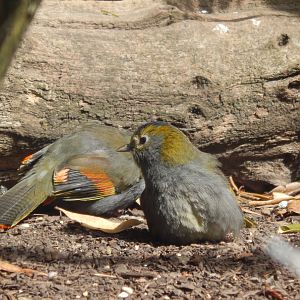 Emei Shan Liocichlas