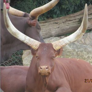 Ankole Watusi