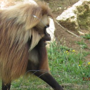 Male Gelada Baboon