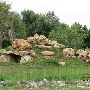 Gelada Baboon Exhibit