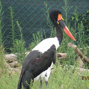 Saddle-billed Stork