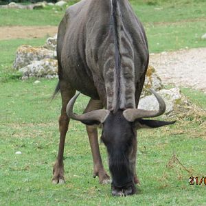 Blue Wildebeest