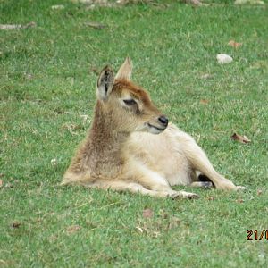 Nile Lechwe Calf